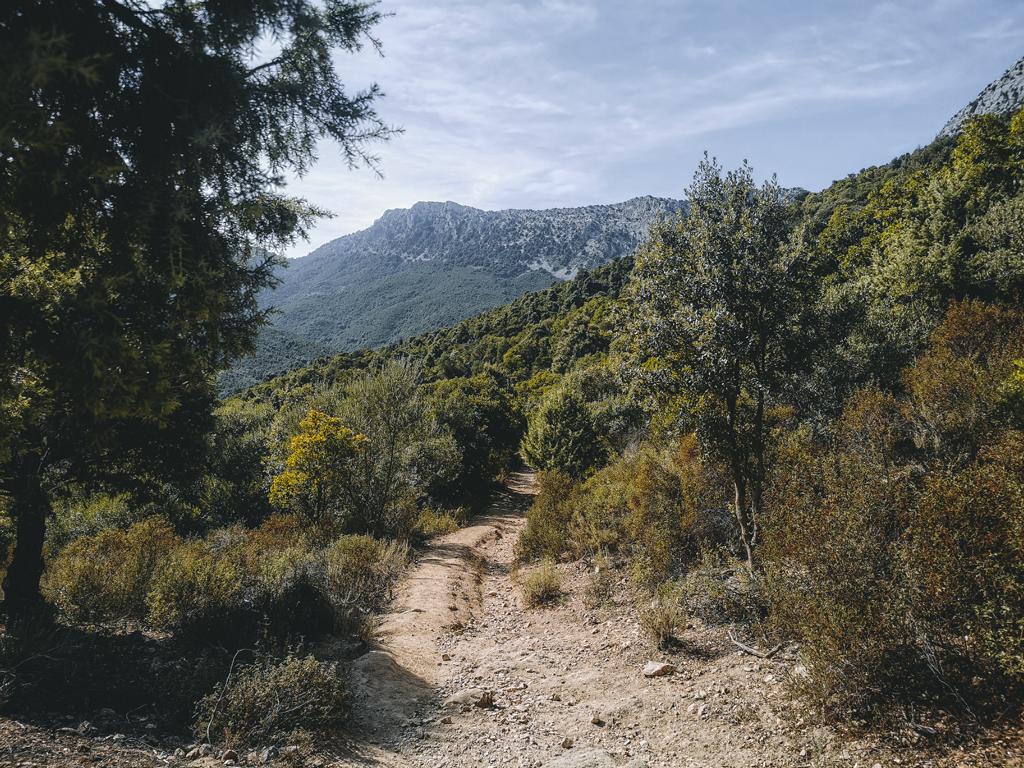 sardinien-thealkamalsontheroad (44) Wanderweg zwischen Bäumen und Felsen