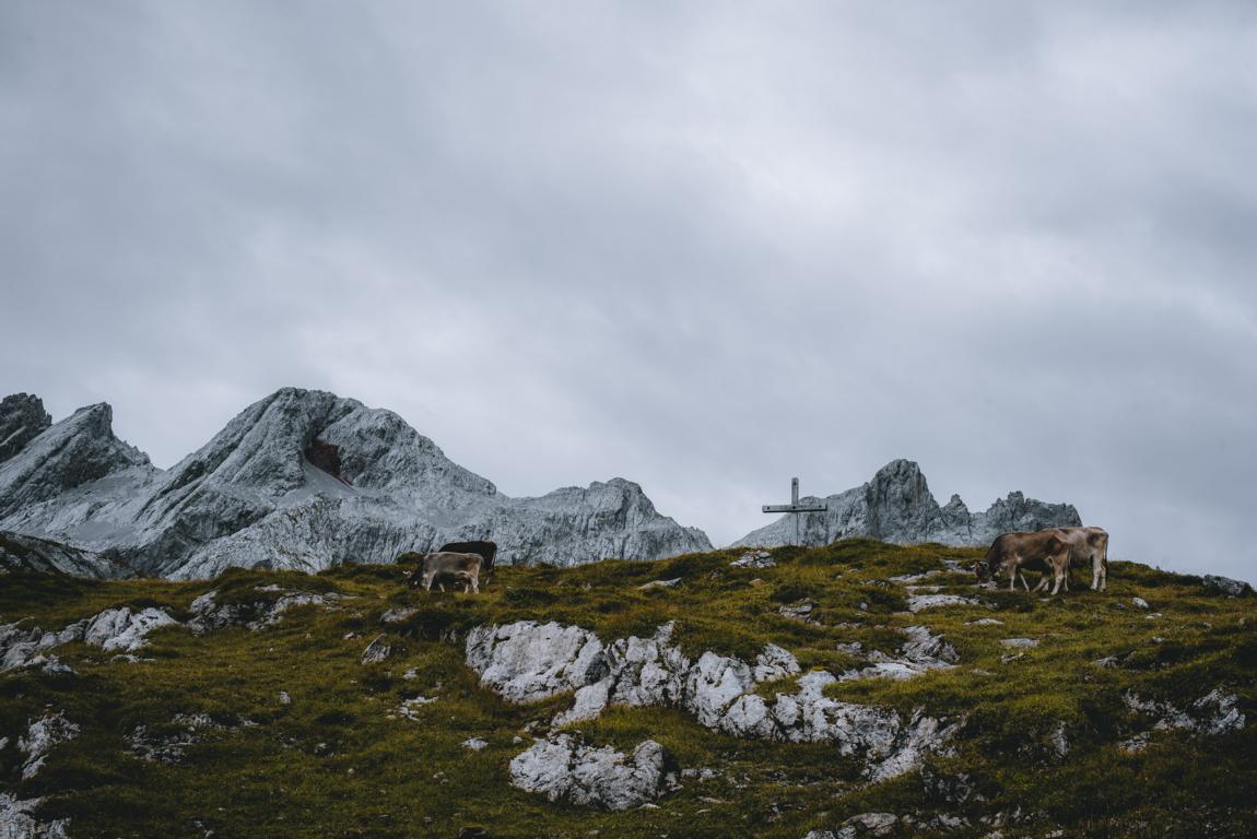 Kühe an einem Kreuz am Lünersee