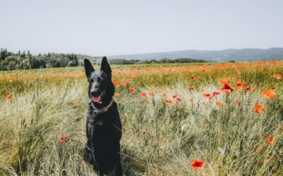 Einreisebestimmungen für deinen Hund in andere Länder