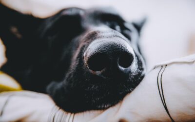 Entspannt verreisen mit Hund