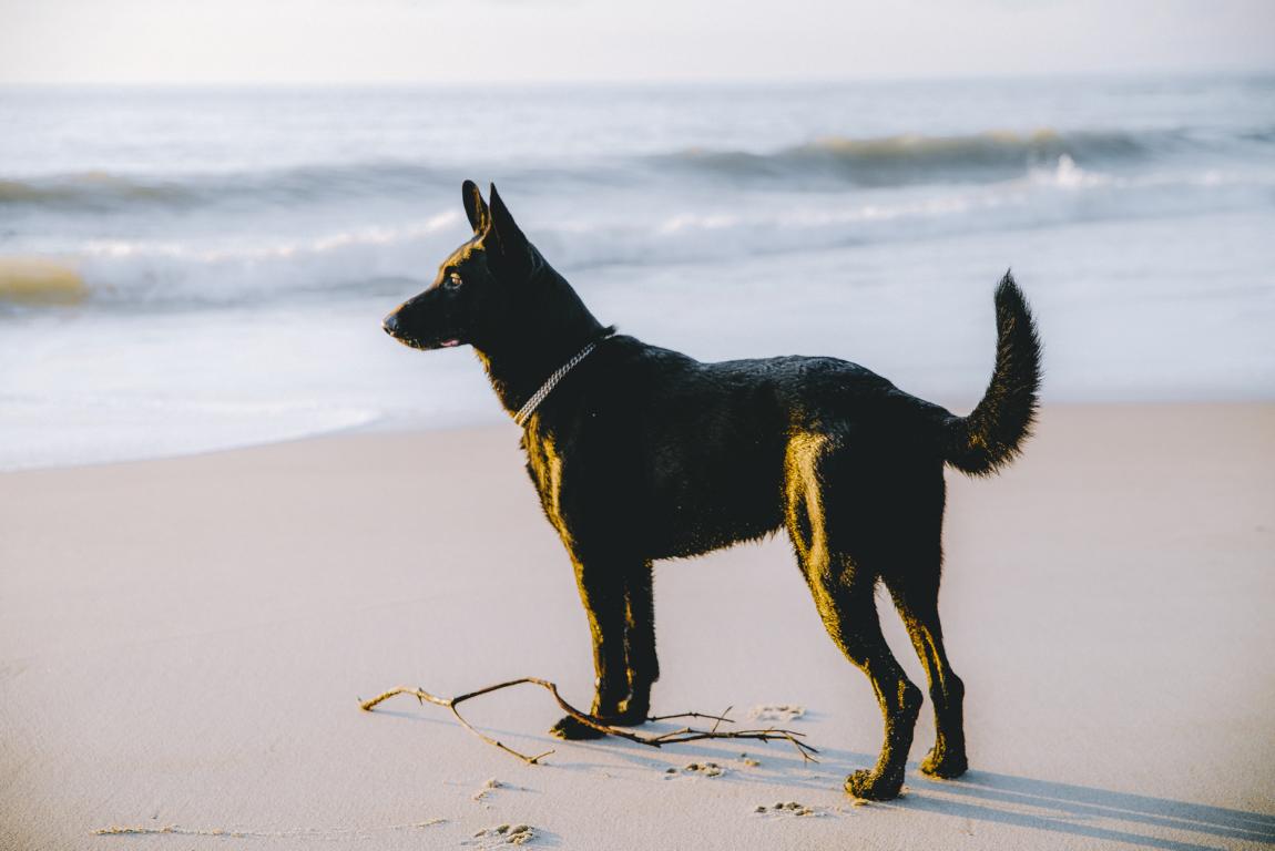 Ryok blickt auf das Meer