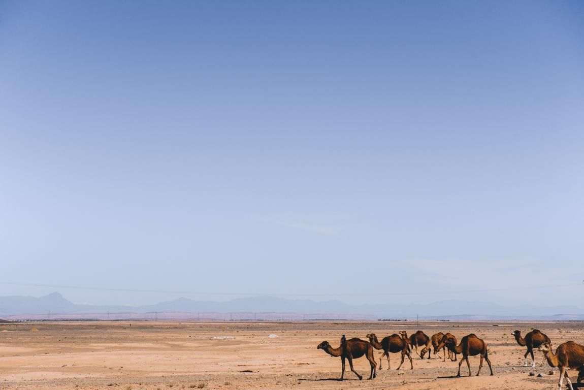 Kamele am Straßenrand