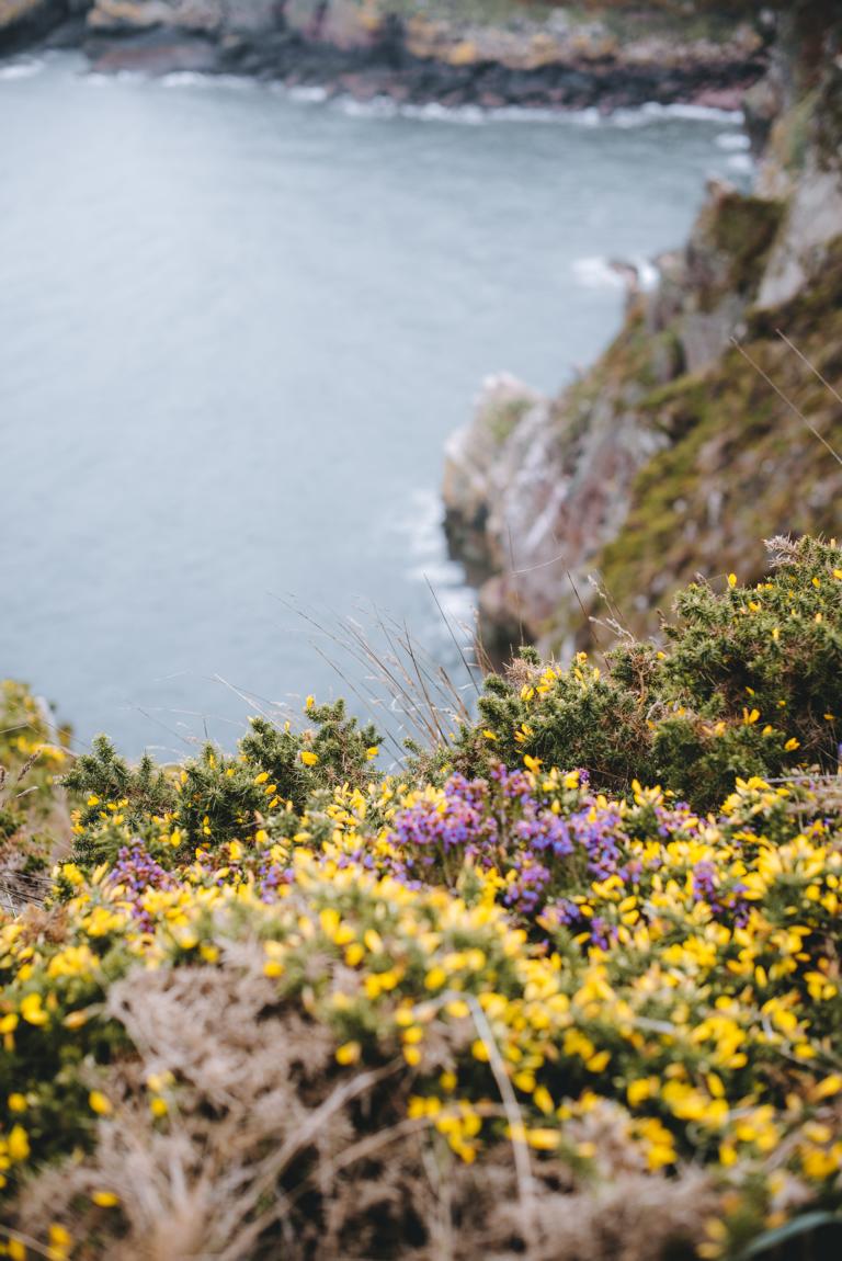 Steilküste mit Blumen in der Bretagne