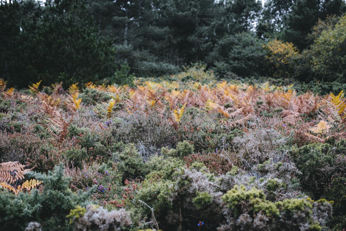 buntes Heidekraut in der Bretagne